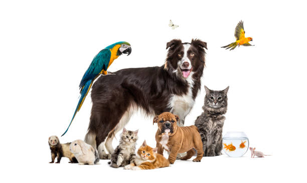 Pets &  Animal